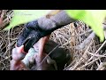6 Crow HITS HARD on Babie&#39;s THROAT   Life inside Crow Nest   Crow baby bird feeding mp4