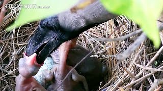 6 Crow HITS HARD on Babie&#39;s THROAT   Life inside Crow Nest   Crow baby bird feeding mp4