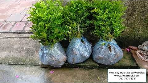Bán cây nguyệt quế giống cây gieo từ hạt 097 797 3535