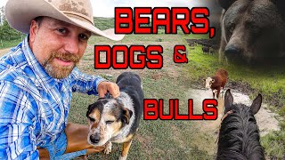 Grizzly Bear Dogs & Bulls!  CATTLE DRIVE  ( Day 2 )