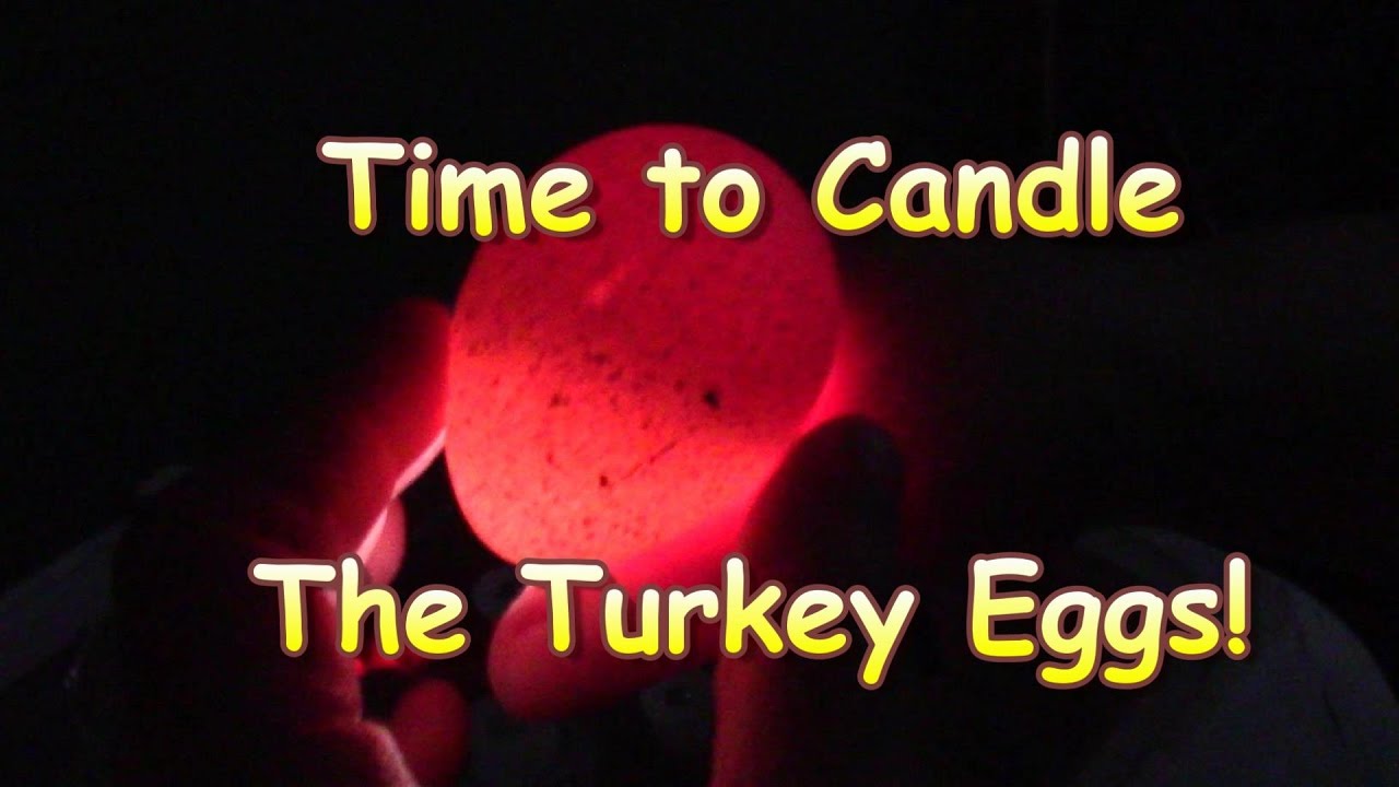 Candling The Turkey Eggs - YouTube