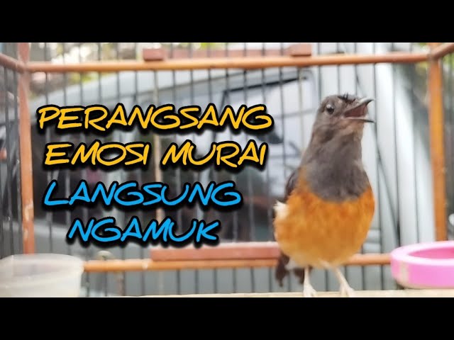 PERANGSANG EMOSI MURAI BATU || PASTILAH MURAI DISITU  LANGSUNG NYAUT GACOR ISIAN   #Murai #choelua class=