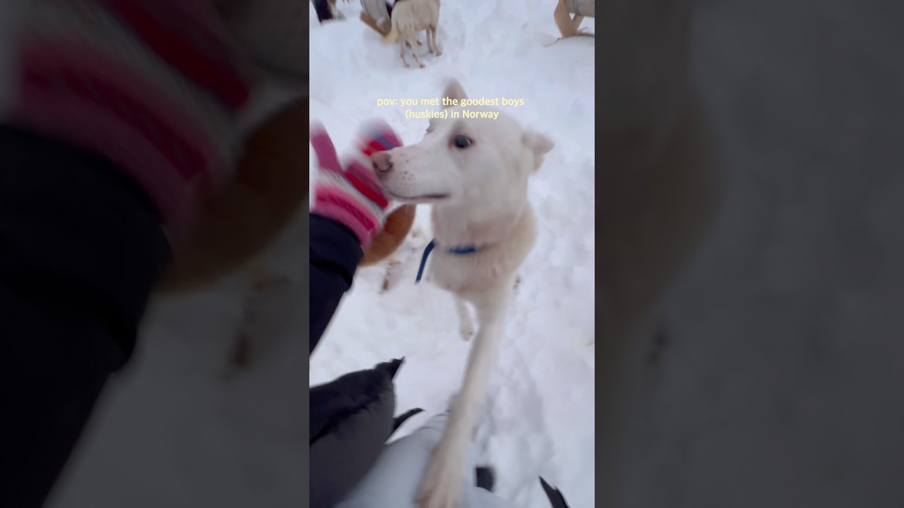 dog sledding in tromsø, norway!! 