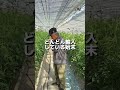 500万円の借金を抱えています#熊本 #農家 #トマト #トマトジュース