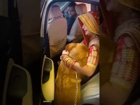 Dulhan and dog pure love♥️✌️😍🙏new instagram reel #shorts #youtubeshorts #love #reels