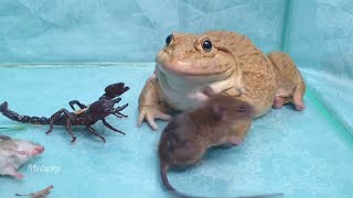 Amazing Asian Bullfrog Vs Scorpion and Mouse !! Mr LuckyFrog Feeding