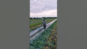 máy cắt cỏ chế làm máy tưới nước cho vườn dưa hấu