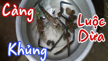 Tôm Càng Xanh Luộc Nước Dừa Quá Đã Tập Cuối | Vlog | K19 Vlogs