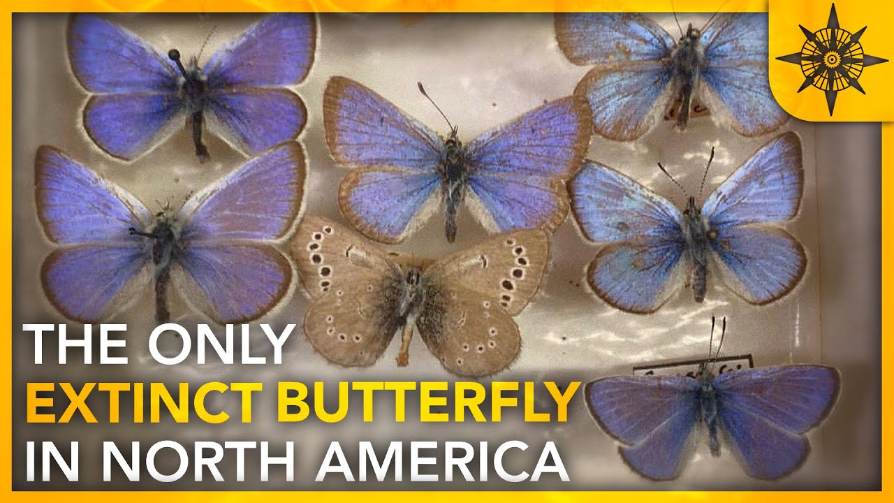 America's ONLY Extinct Butterfly Species YouTube