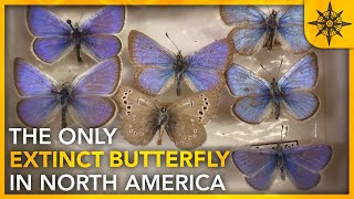 America's ONLY Extinct Butterfly Species by Atlas Pro 120,086 views 1 year ago 33 minutes