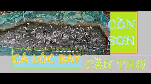 Cần Thơ có gì vui - Cá lóc bay