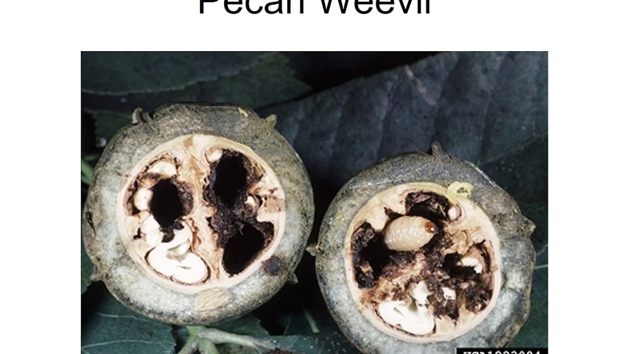 Pecan Pests 2 with audio video