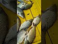 Итог рыбалка в Благодати
