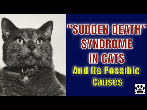 SUDDEN DEATH SYNDROME IN CATS l And Its Possible Causes l V-62