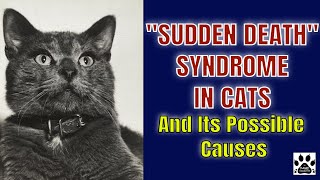 SUDDEN DEATH SYNDROME IN CATS l And Its Possible Causes l V-62 by THE PAWS COLLECTOR 710 views 2 years ago 8 minutes, 24 seconds