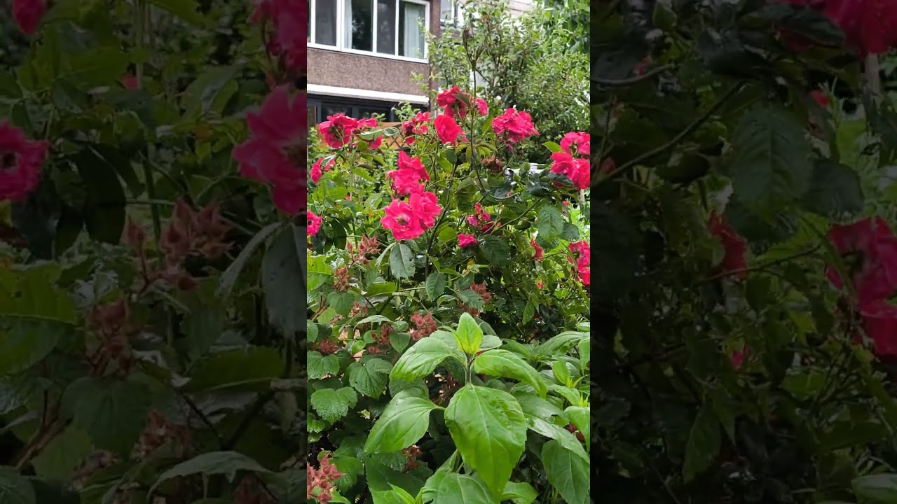 Garden Vlog: A Neighborhood Initiative for a Shared Garden and Vegetable Patch. What Do You Think?