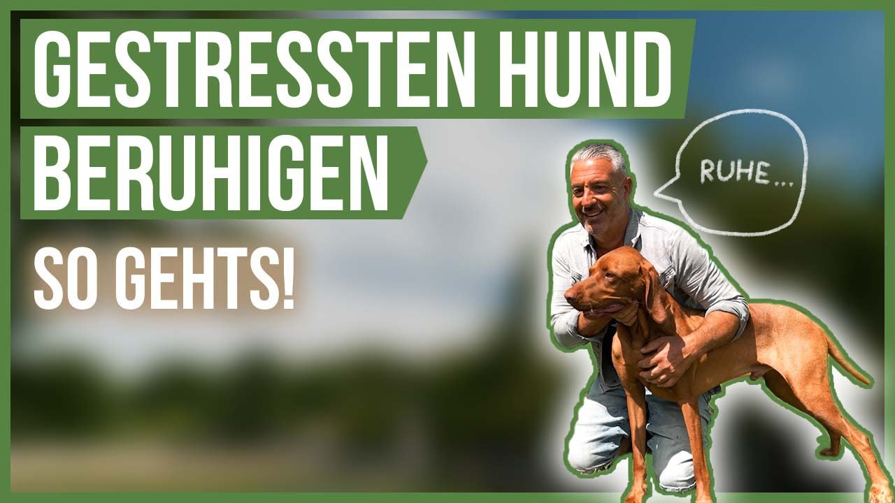 SO beruhigst DU deinen gestressten und aufgedrehten Hund! ? - YouTube