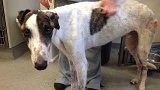 Greyhound deals with Lupus, needs home