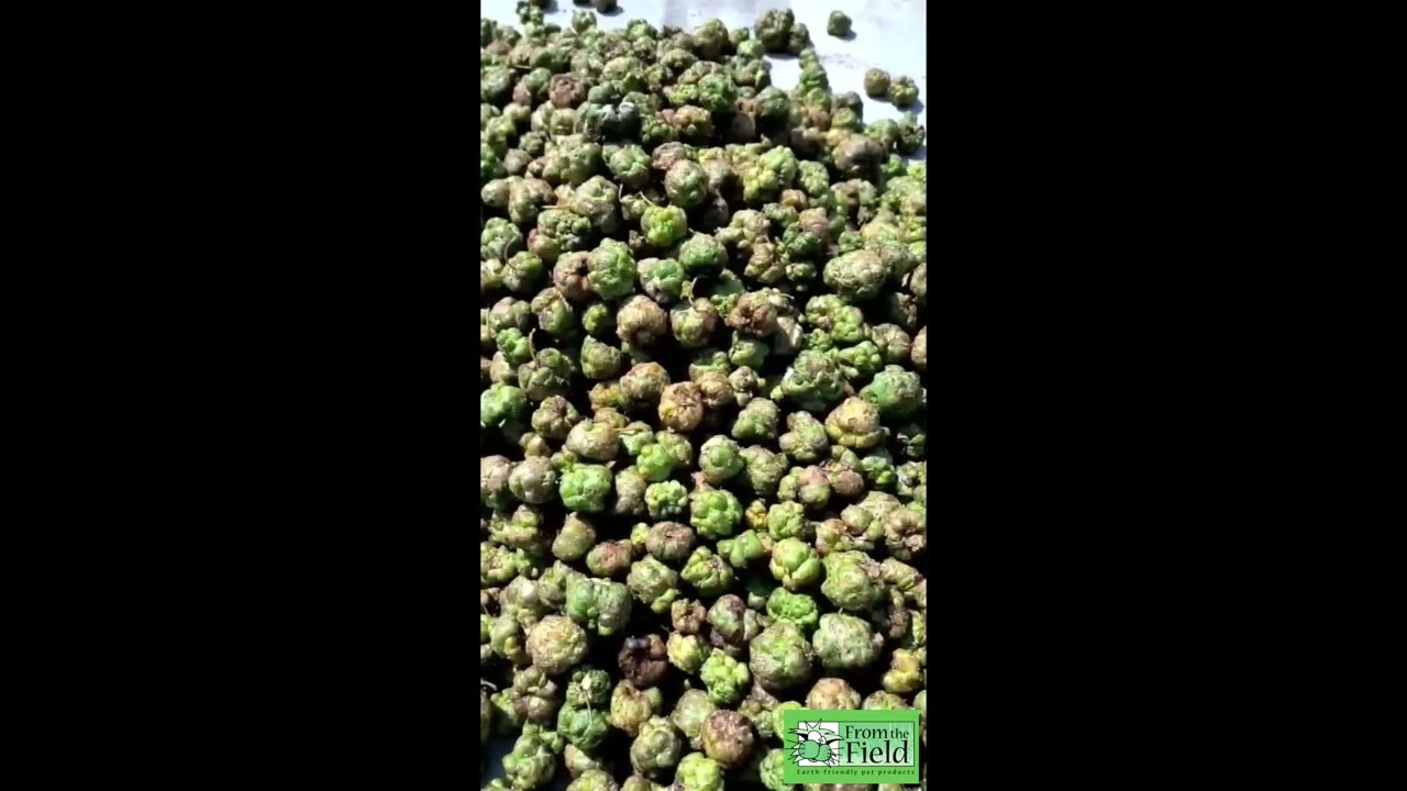 Harvesting Silver Vine: Nature's Treat for Cats