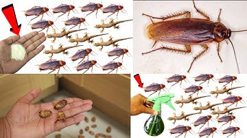 The Best 2 Cockroach Traps 2025 | Magic Tips | Mr Maker