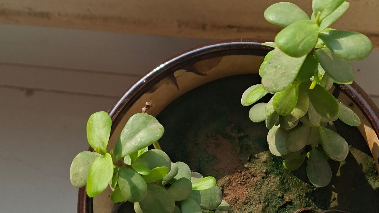 Bhakhar_ mandala art  is live🙏🙏🙏🙏🙏🙏🙏