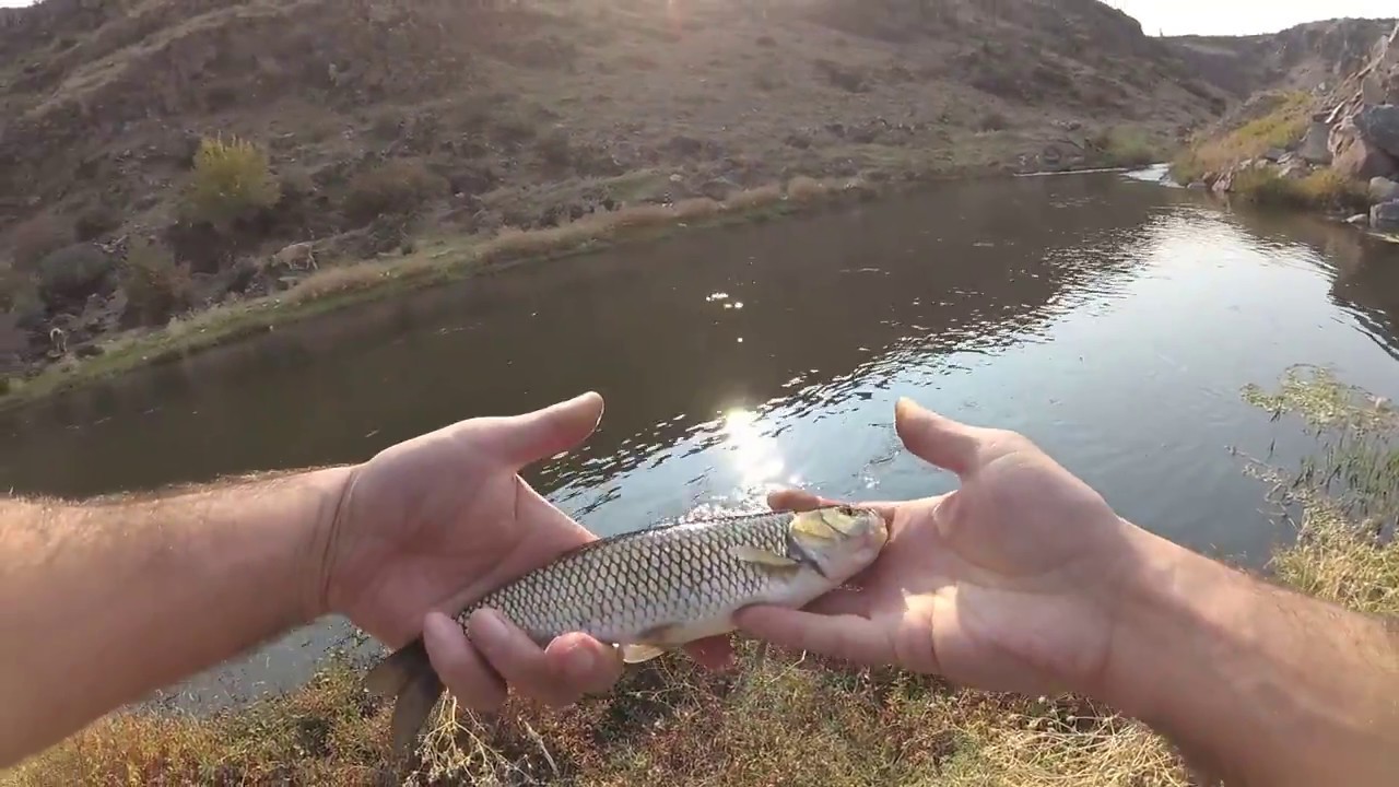 Рыбалка в Армении. Голавль на спиннинг / Fishing in Armenia. Lure fishing for chub