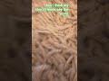 #trending #funny