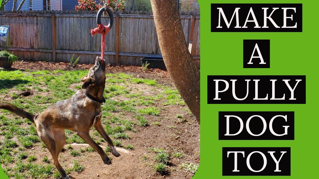 dog hanging rope toy