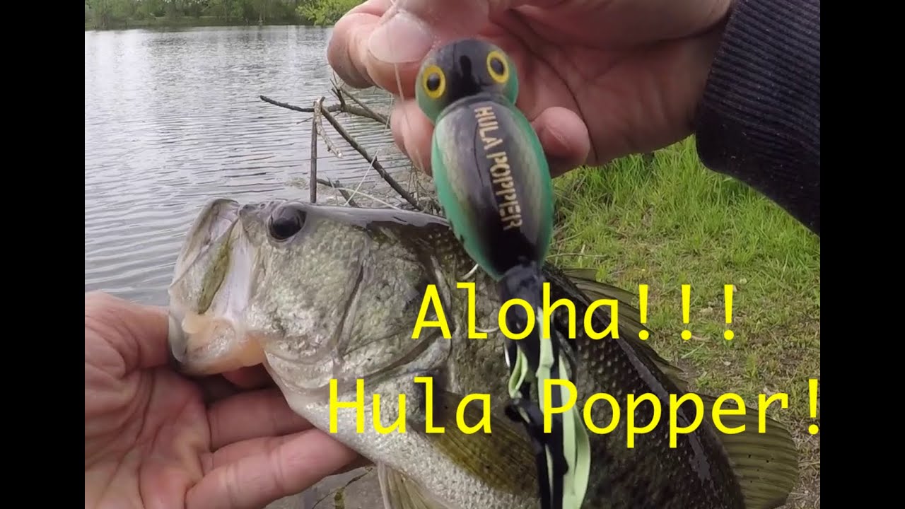 Arbogast Hula Popper Topwater Fishing for Largemouth Bass Around Shallow  Grass 