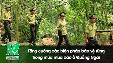 Tăng cường các biện pháp bảo vệ rừng trong mùa mưa bão ở Quảng Ngãi