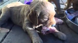 First Chicken Picnic on the Deck by Ellen Welk 434 views 8 years ago 2 minutes, 25 seconds