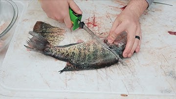 How To Fillet A Crappie With A Electric Fillet Knife In Under 5 Minutes.