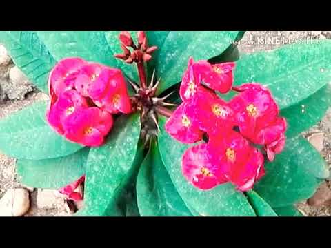 فيديو: Euphorbia Plant Care - نصائح متزايدة لنباتات الفربيون