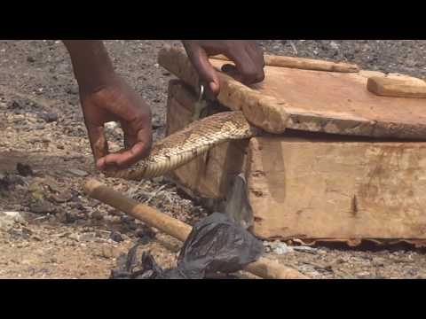 Wasa Da Maciji Ko Sayarda Magani