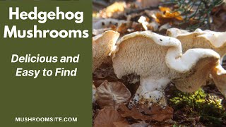 Hedgehog Mushrooms -- How to Find This Delicious Wild Mushroom!