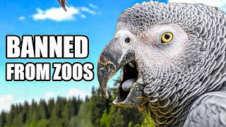 Download Lagu Animals That Were BANNED From Zoos (For Good Reason…) MP3 Download Lagu Animals That Were BANNED From Zoos (For Good Reason…) MP3