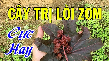 Thầu Dầu Tía Trị Bệnh Trĩ Nội, Trĩ Ngoại rất hay