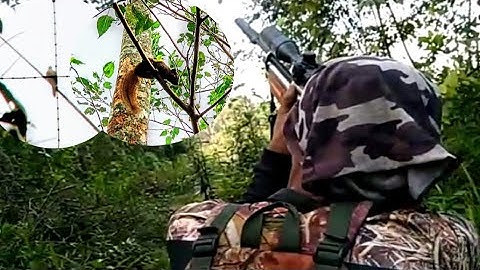 Berburu tekukur dan tupai di tempat nongkrong nya!!