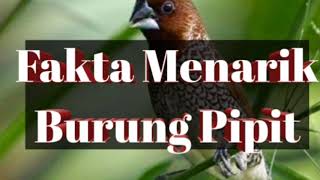 Fakta Menarik Tentang Burung Pipit Atau Burung Emprit