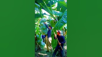 banana harvest with satisfactory results due to smart care #shorts