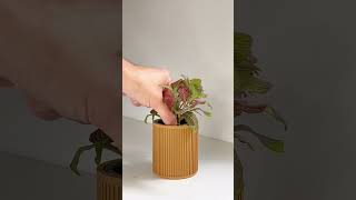 Happy with how my plants are liking this system. Let me know if you would like to see more #plants
