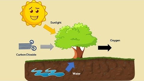 How Trees Breathe: Oxygen & CO2 Explained!