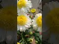 #gardingtips #gardingvlog #gardeningideas #garding #gardiner #youtubevideos