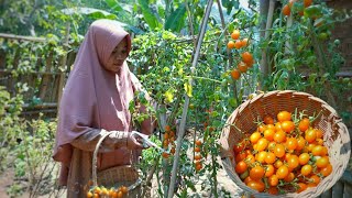 Tomat seperti anggur, manis dan enak untuk camilan | masak sederhana dan enak | Hidup di Desa