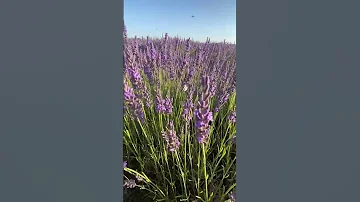 💜 Почувствуй запах лаванды 💜 #essentialoils #aromatherapy #lavender