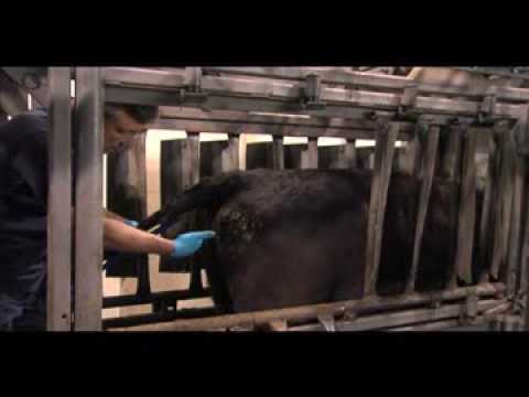 HOW TO PLACE A CIDR DEVICE IN A COW