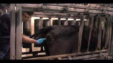 HOW TO PLACE A CIDR DEVICE IN A COW