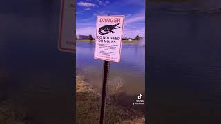 Now who out here Molesting alligators