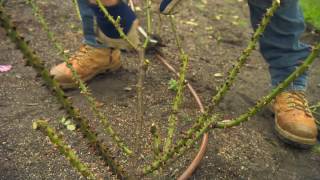 The Garden Gurus - Rose Pruning at Centennial Park