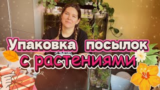 видео: Как паковать посылки с растениями. картинка: Как паковать посылки с растениями.